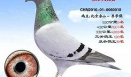 李诞最新爆料信鸽照片,揭秘娱乐圈幕后故事